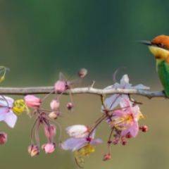 Кухонный фартук Фауна 015 МДФ матовый (3000) Fauna в Лабытнанги - labytnangi.mebel24.online | фото