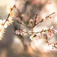 Кухонный фартук Цветы 317 МДФ матовый (3000) Flowers в Лабытнанги - labytnangi.mebel24.online | фото